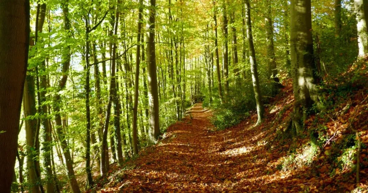 forest walk, gloucestershire, dance retreat uk